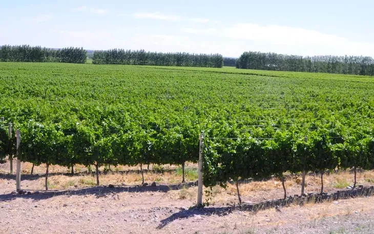 Neuquén y Río Negro avanzan en el diseño de circuitos de enoturismo