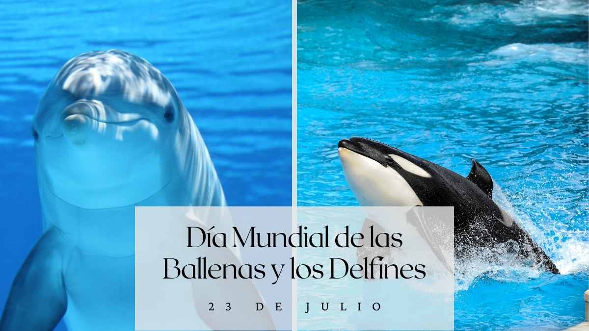 Día mundial de cetáceos: datos curiosos y conductas únicas