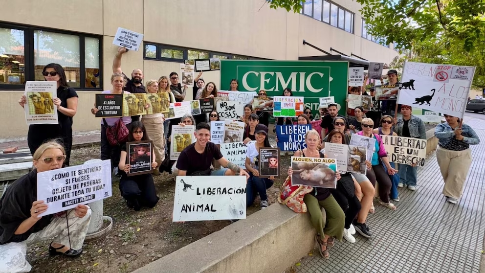 Liberaron a 41 monos usados para experimentos en el sótano de un hospital y los enviaron a Sudáfrica