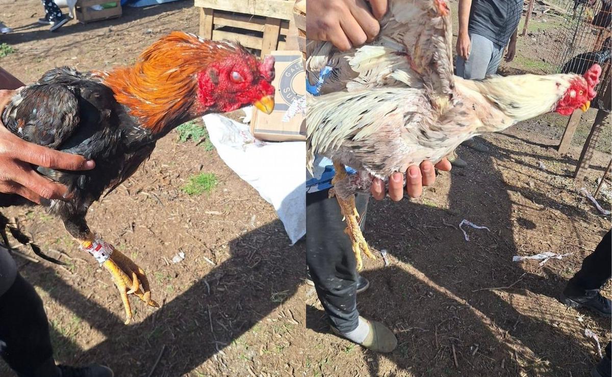 Santa Fe: detienen a 13 personas por maltrato animal y rescatan gallos de riña