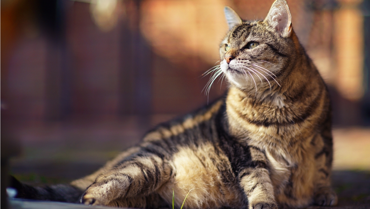 Detectan que los gatos pueden sufrir demencia similar a la humana