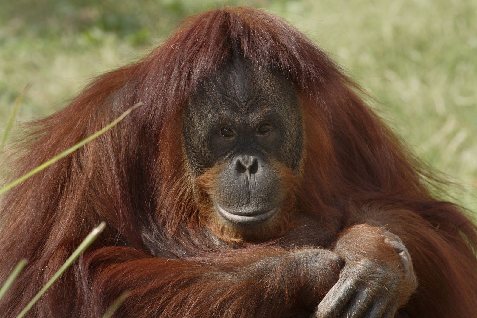 image preview(placeholder)