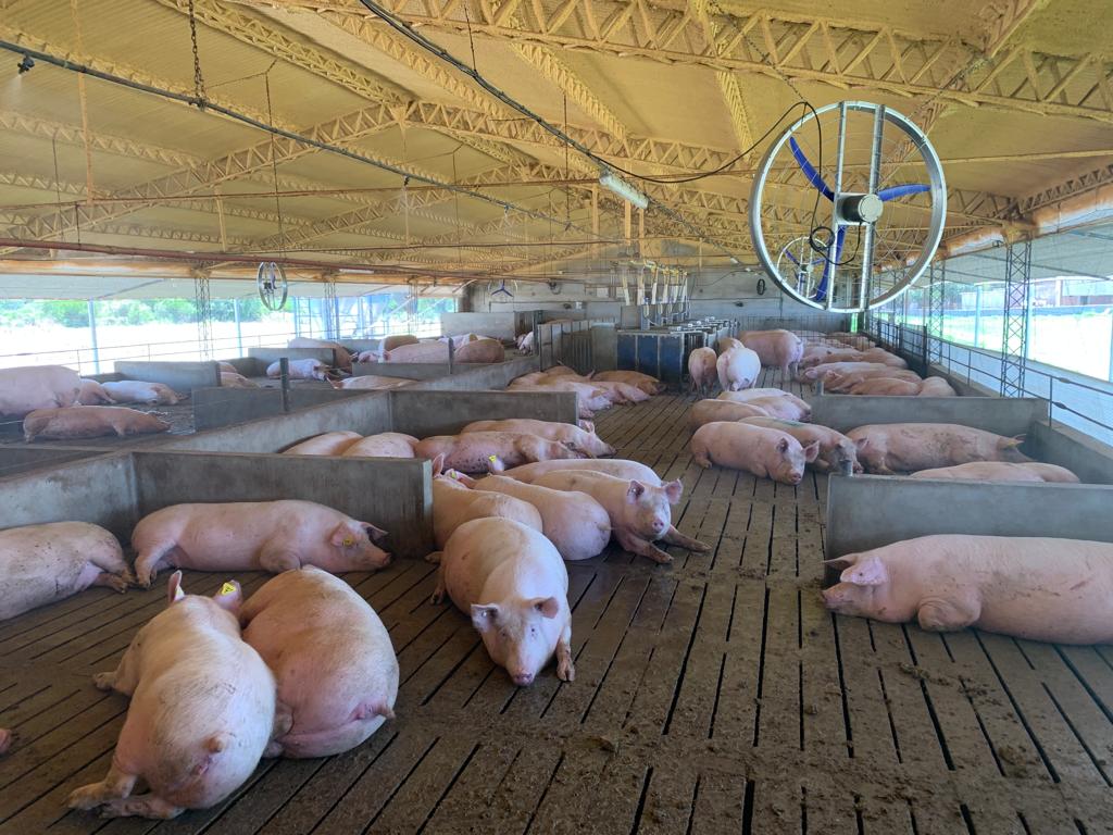 Producción Porcina en Argentina: 15 años de Expansión y Récord Semestral