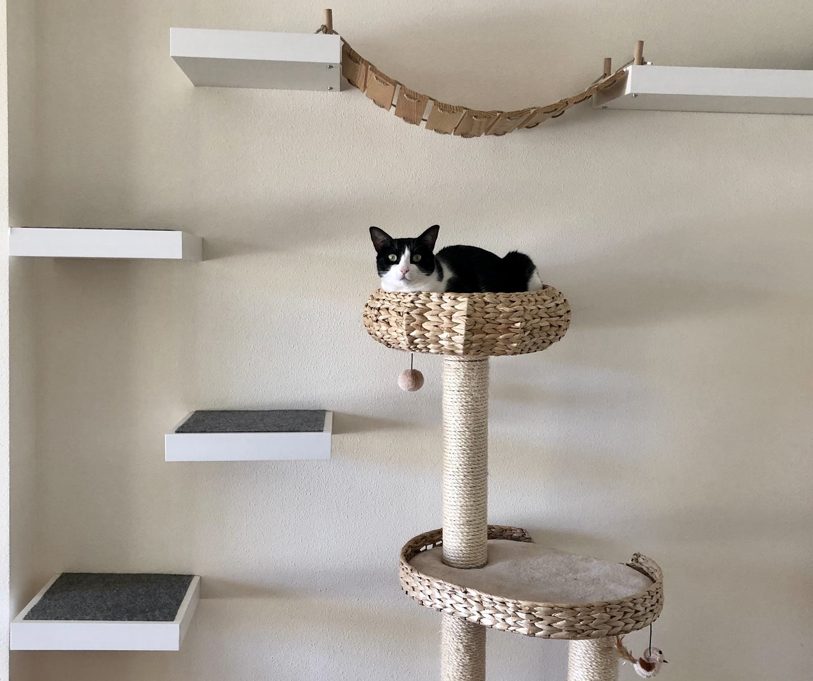 Ni correr ni dormir: ¿cuáles son las cinco cosas que hacen felices a los gatos?