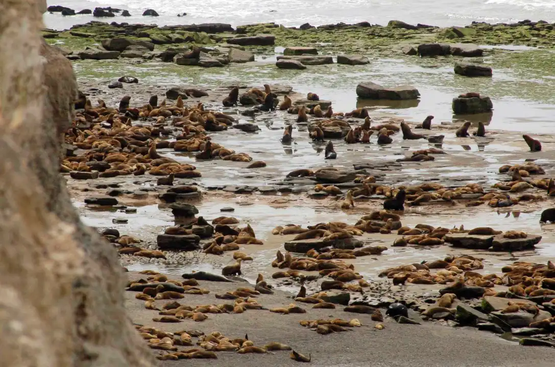 image preview(placeholder)