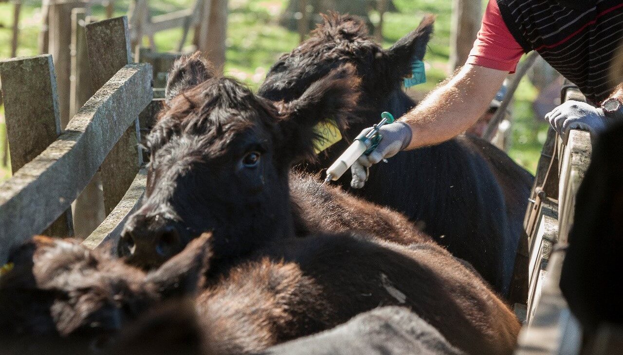 image preview(placeholder)