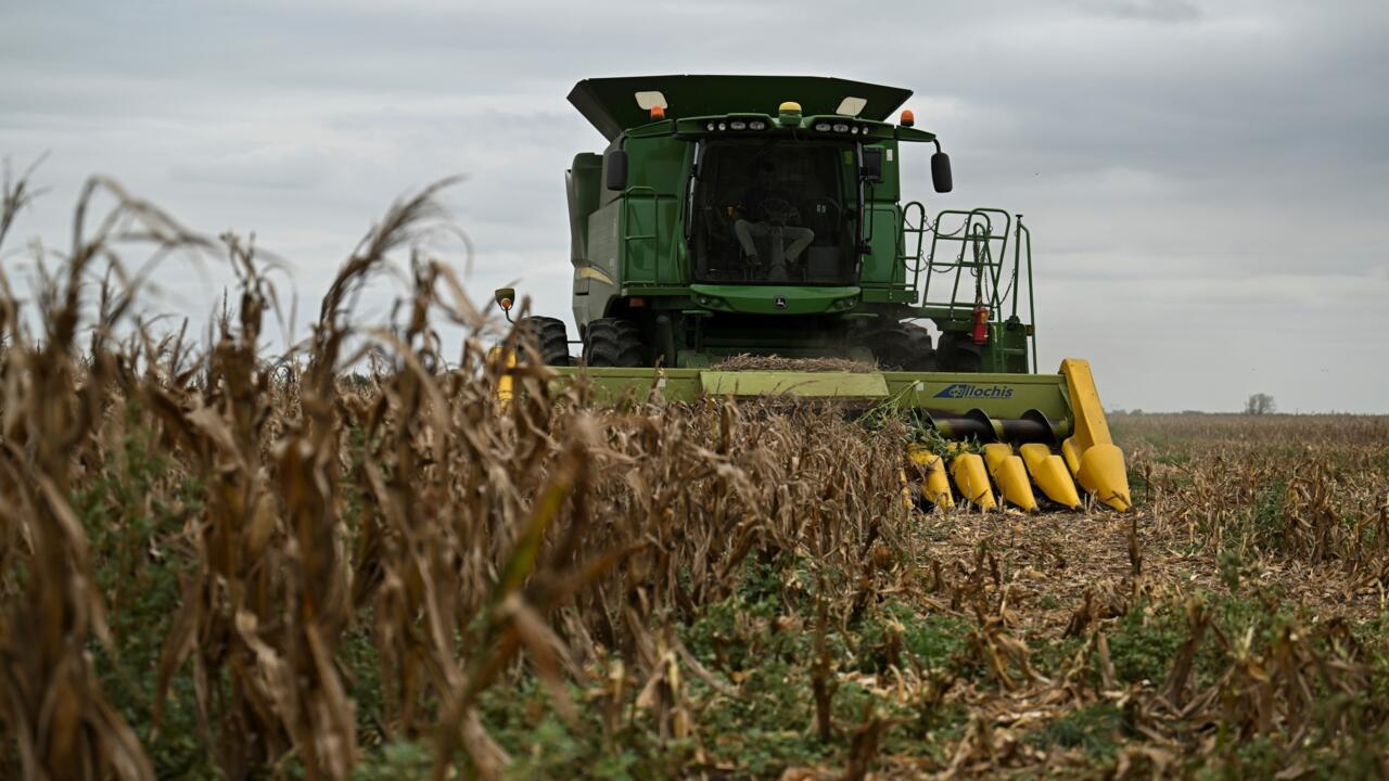 image preview(placeholder)