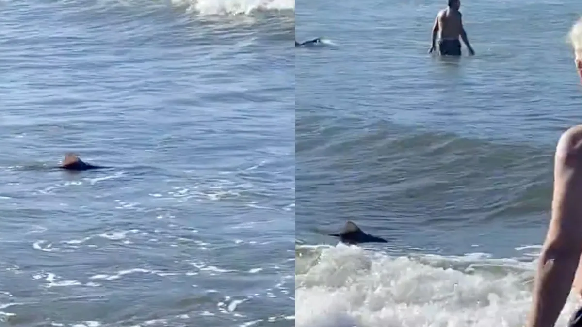 Impresionante video: la aparición de un tiburón en una playa de Mar del Plata sorprendió a los turistas