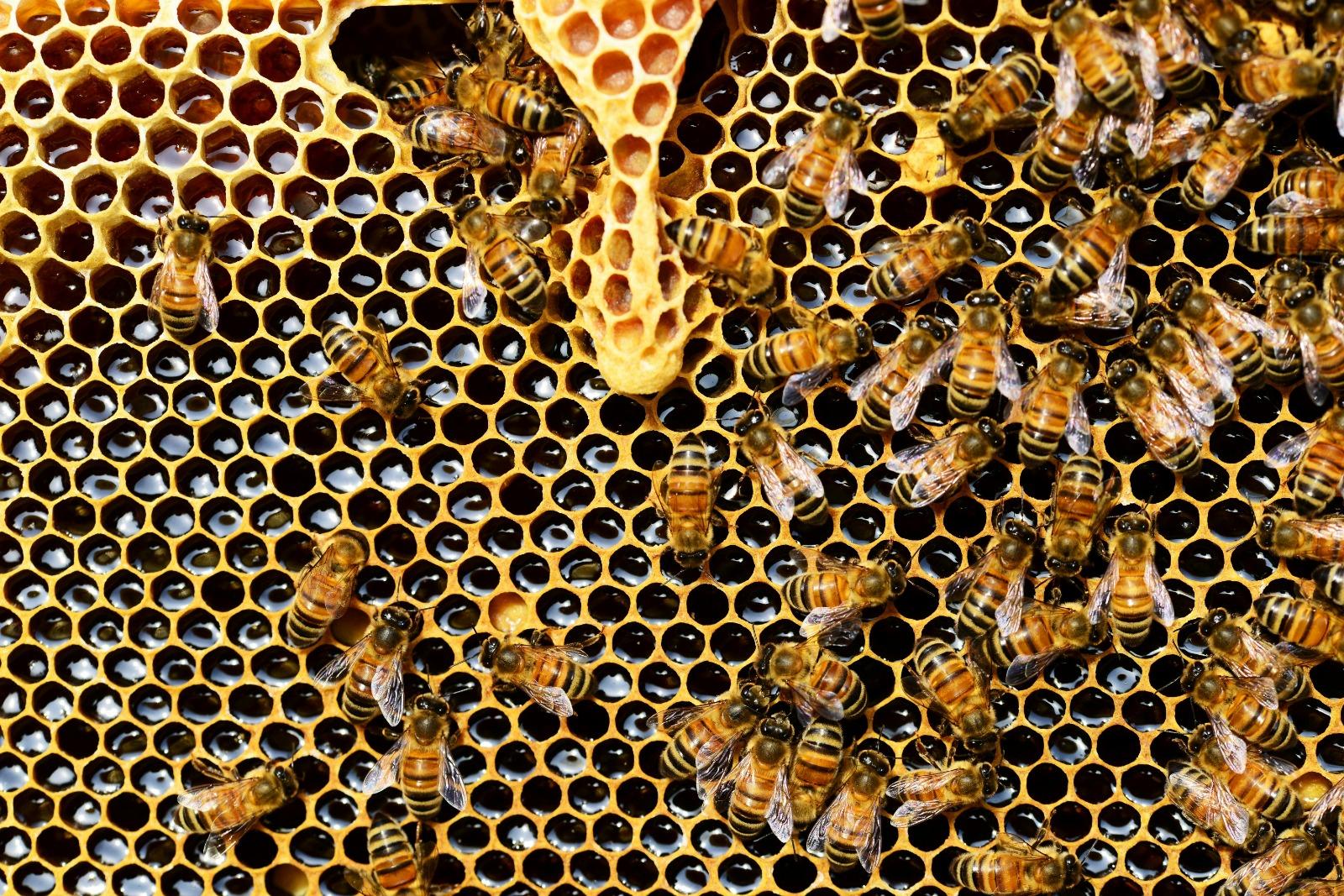 Neuquén participa de un estudio de mejoramiento genético de abejas