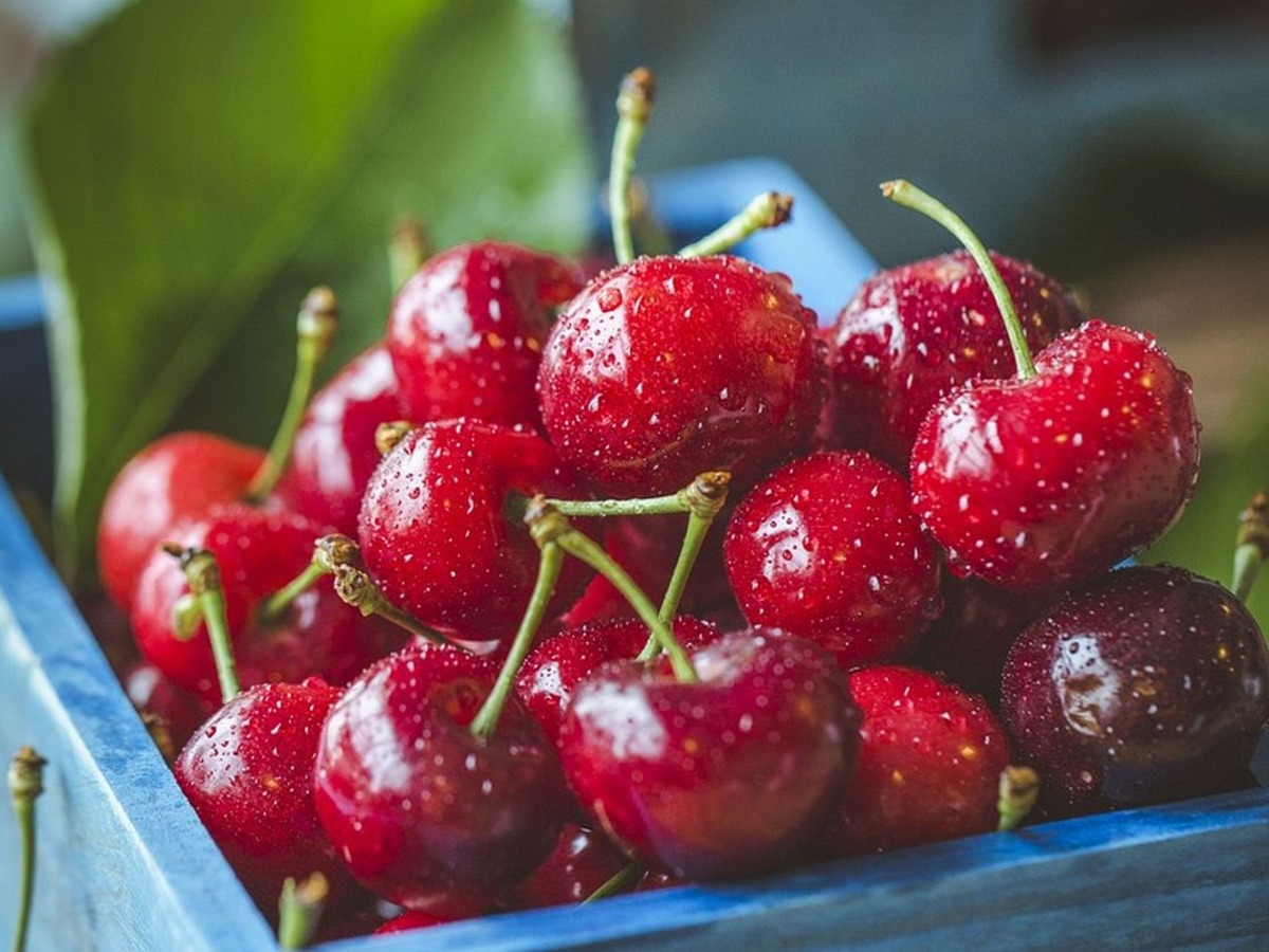 Furor por la cereza, la reina del Alto Valle: dónde están los mejores precios
