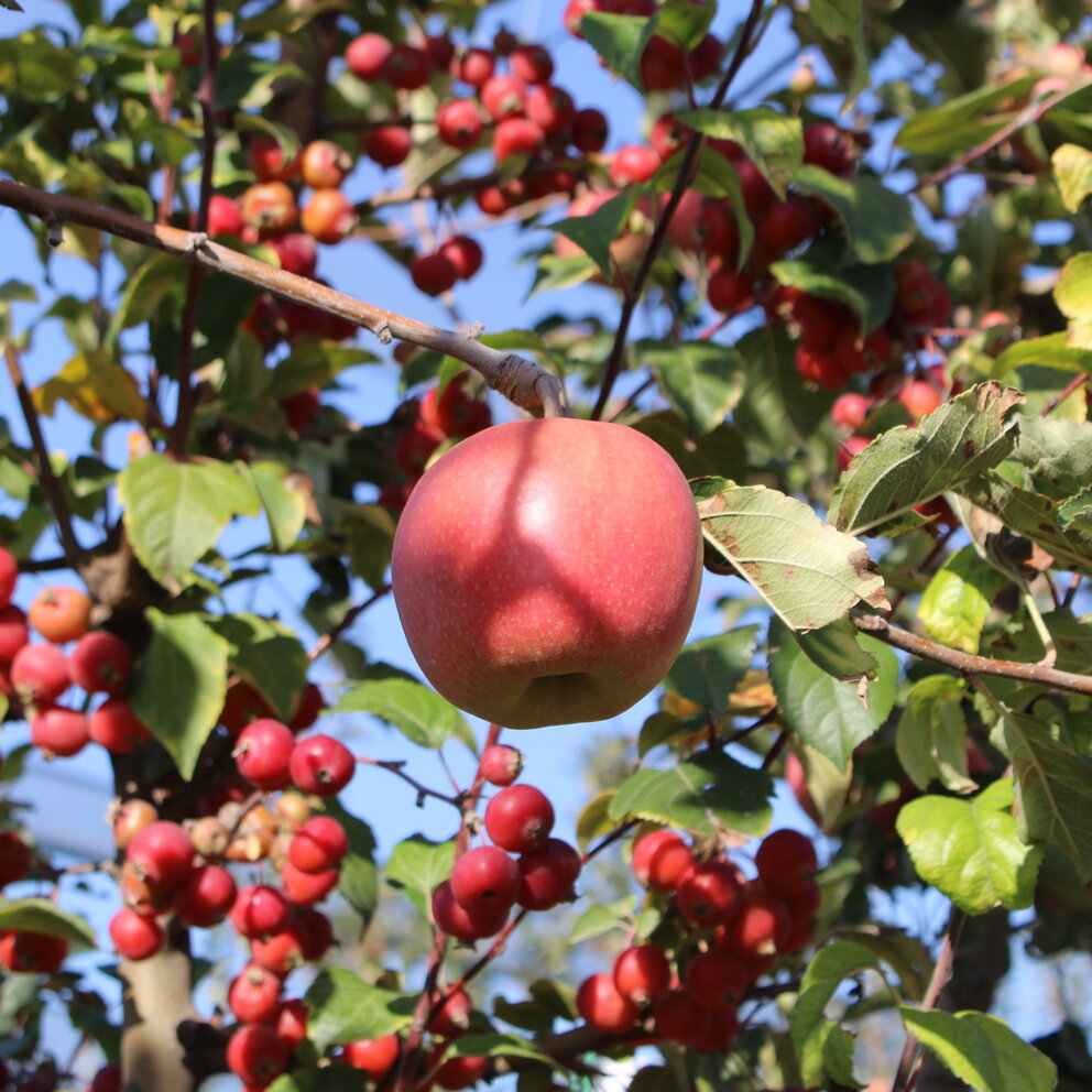 Renovadas expectativas para la manzana Pink Lady en el mercado