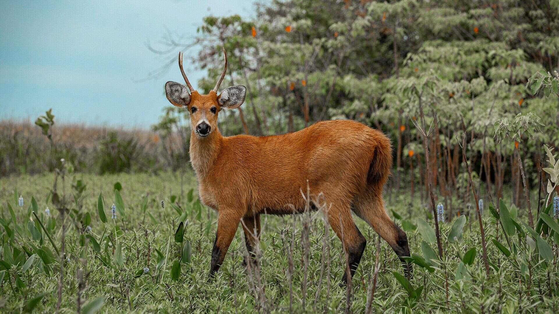 Cazaban sin permiso y mataron a un ciervo: hay dos detenidos