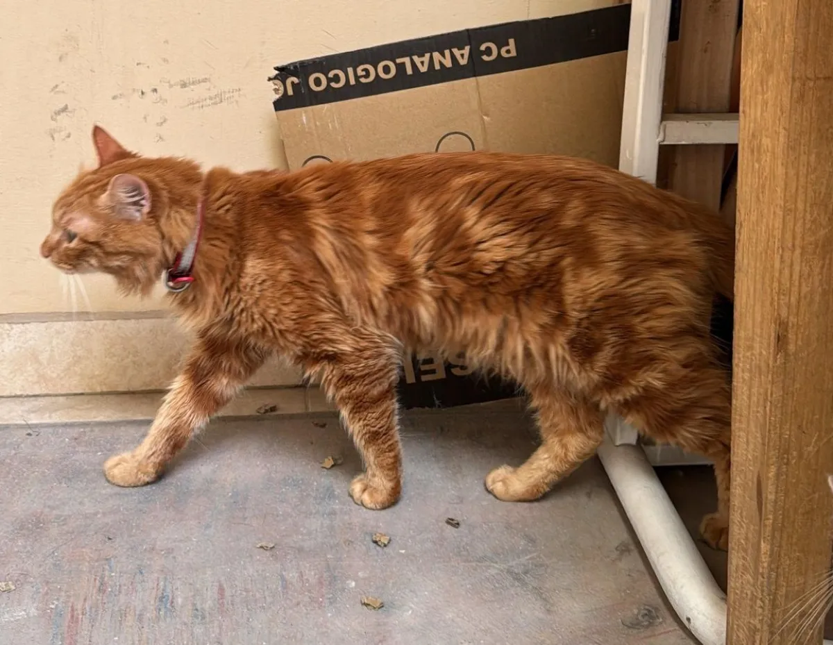 Indignante: Abandonó a su gatito en la terminal de Roca para poder seguir viaje sola