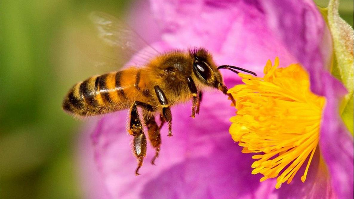 Día Mundial de las Abejas: alertan por los riesgos que enfrentan para sobrevivir